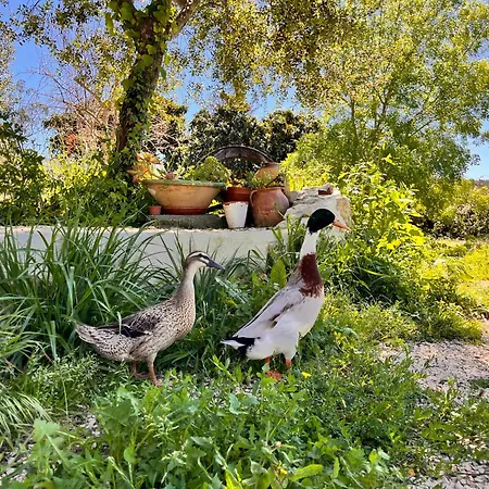 Quinta Da Carvalheira Regenerative Coliving Quarto em Acomodações Particulares Soure
